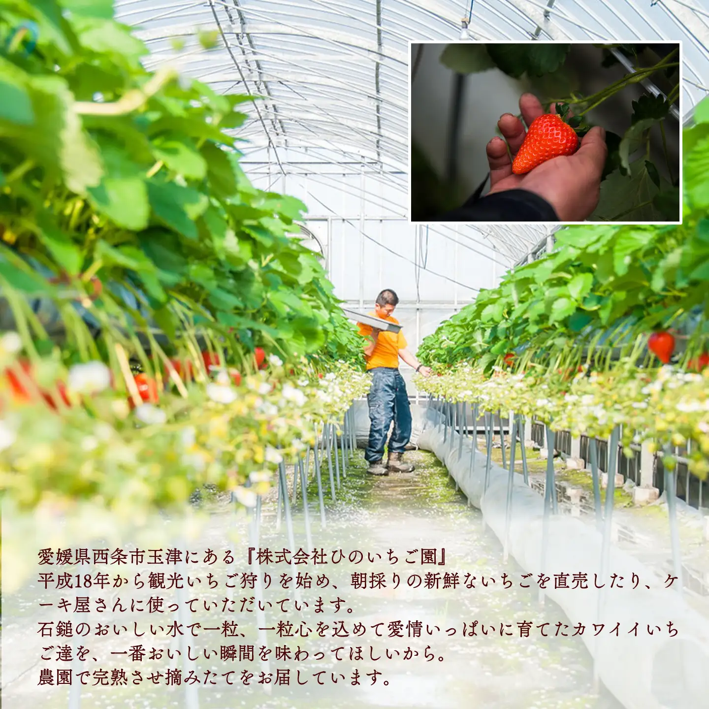 いちご 摘みたて完熟「ひのいちご」（約180ｇ×4トレー）11月下旬~4月発送