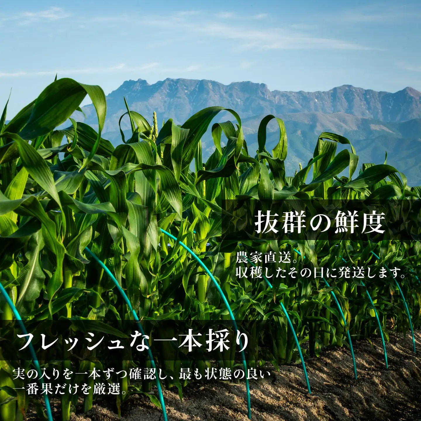 【先行予約】闇採り スイートコーン 6本入 とうもろこし コーン 採れたて新鮮