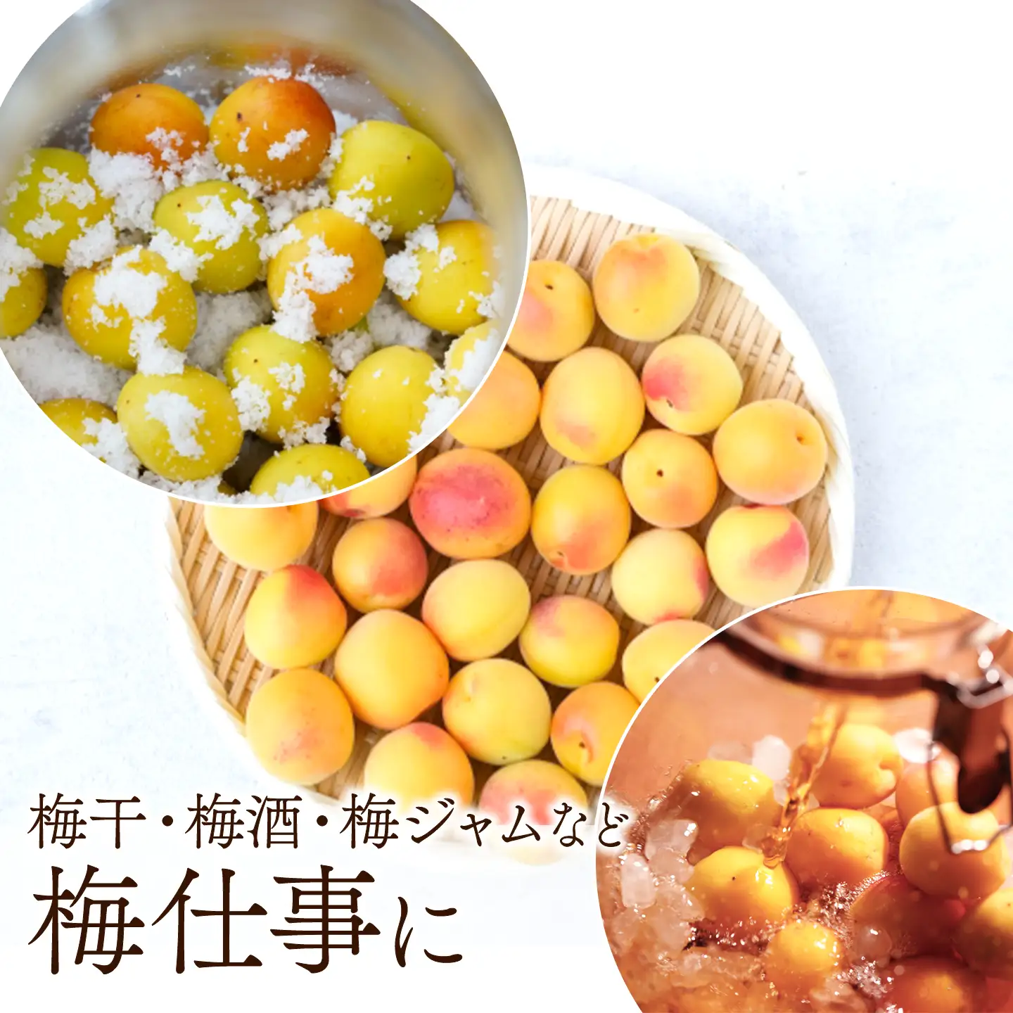 【2026年6月下旬以降発送】伊予南高梅(木成り完熟梅) 約5kg〈2L～4Lサイズ〉