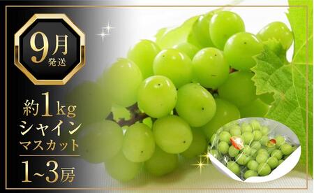 【定期便全3回】夏のフルーツ定期便 (桃 ニューピオーネ シャインマスカット)【もも ぶどう 葡萄 フルーツ 旬 人気 果物 くだもの 香川県】