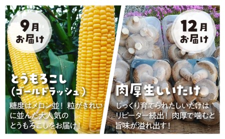 なかだファーム4回お届け 年間定期便 しいたけ ほうれん草 とうもろこし [Q1378x]