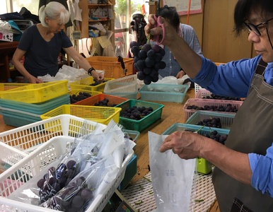 【先行予約】 巨峰 約3kg 7～8房 【2026年8月上旬-2026年8月下旬発送予定】