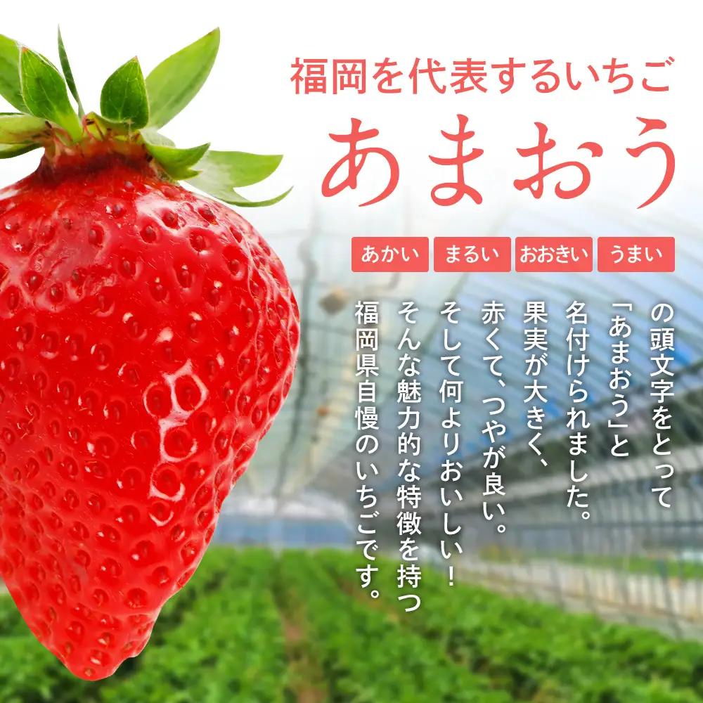 先行予約 あまおう 合計約1kg 約250g×4パック 福岡県産 九州 イチゴ いちご 苺 果物 くだもの フルーツ 送料無料  【2027年1月下旬～2月順次発送予定】