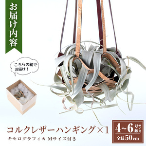 観葉植物 コルクレザー ハンギング (植物セット) 観葉植物 プラントハンガー 吊り下げ 【kurk PLANT LEATHER】 i617