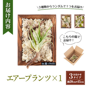 観葉植物 エアープランツ フレーム タイプ (茶色)  観葉植物 壁かけ 【kurk PLANT LEATHER】 i621