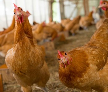 平飼い有精卵セット（5種各6個・計30個） ひよころ鶏園 卵 たまご 地鶏 赤鶏あずさ にいがた地鶏 軍鶏 名古屋コーチン 岡崎おうはん 国産 食べ比べ 平飼い 新鮮 レモンイエロー 新潟県 阿賀野市1R02011