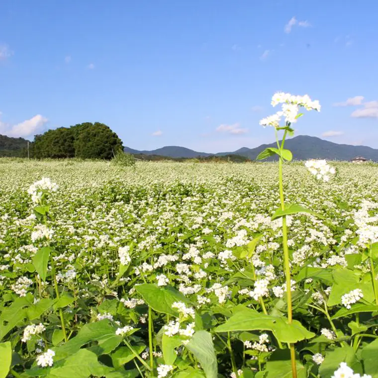 茨城県産 常陸そば 乾麺 ご贈答用 つゆ付セット 乾麺200ｇ×4袋　麺つゆ300ml×1本 そば 蕎麦 [BE034sa]