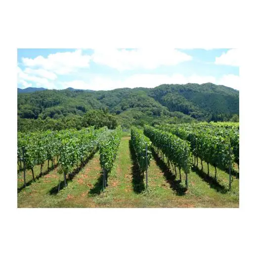 岡山ワインバレー 白ワイン 樽熟成 荒戸山ワイナリー醸造 750ml