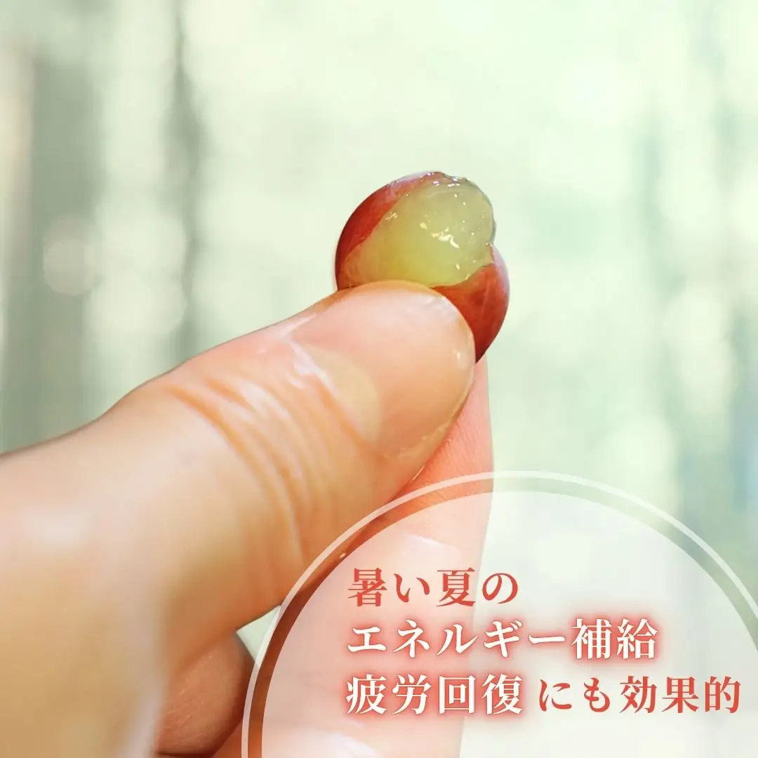 【令和8年産 先行予約】 デラウェア ぶどう 種なし 約2kg (12～16房)  デラウエア 新潟県 弥彦村
