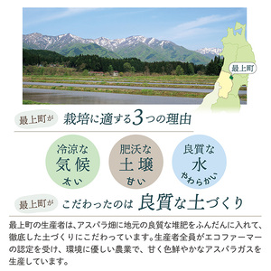 JA【令和8年産】最上町特産グリーンアスパラ1kg