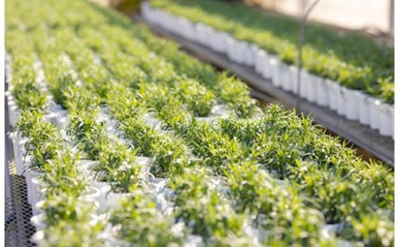 【先行受付：令和8年5月10日の母の日】 高原町のカーネーション＆エラチオールベゴニア 母の日直前にお届け TF0375-P00024