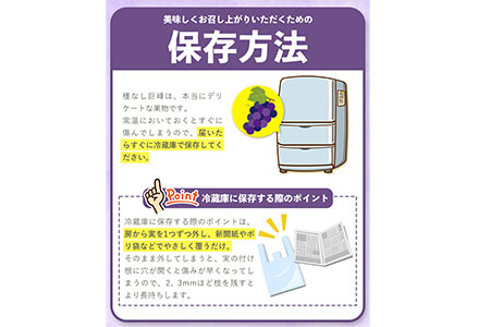 ぶどう 巨峰 種なし巨峰 3房～4房入り 約1.5kg以上 ｍ＆ｎ果実園《8月上旬-8月末頃出荷》和歌山県 紀の川市