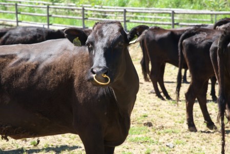 特選千屋牛サーロインステーキ 750g