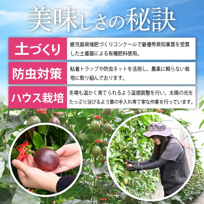 【A68002】期間限定 鹿児島県産 パッションフルーツ 約2.2kg 12玉入り2箱【丸山果樹園】