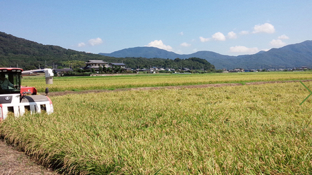 【生産者支援】 《令和7年産 先行予約》茨城県 桜川市産 こしひかり15kg（5kg×3袋） 茨城県産 桜川 米 お米 白米 コメ ごはん 精米 コシヒカリ 国産 限定 銘柄米 [SC011sa]