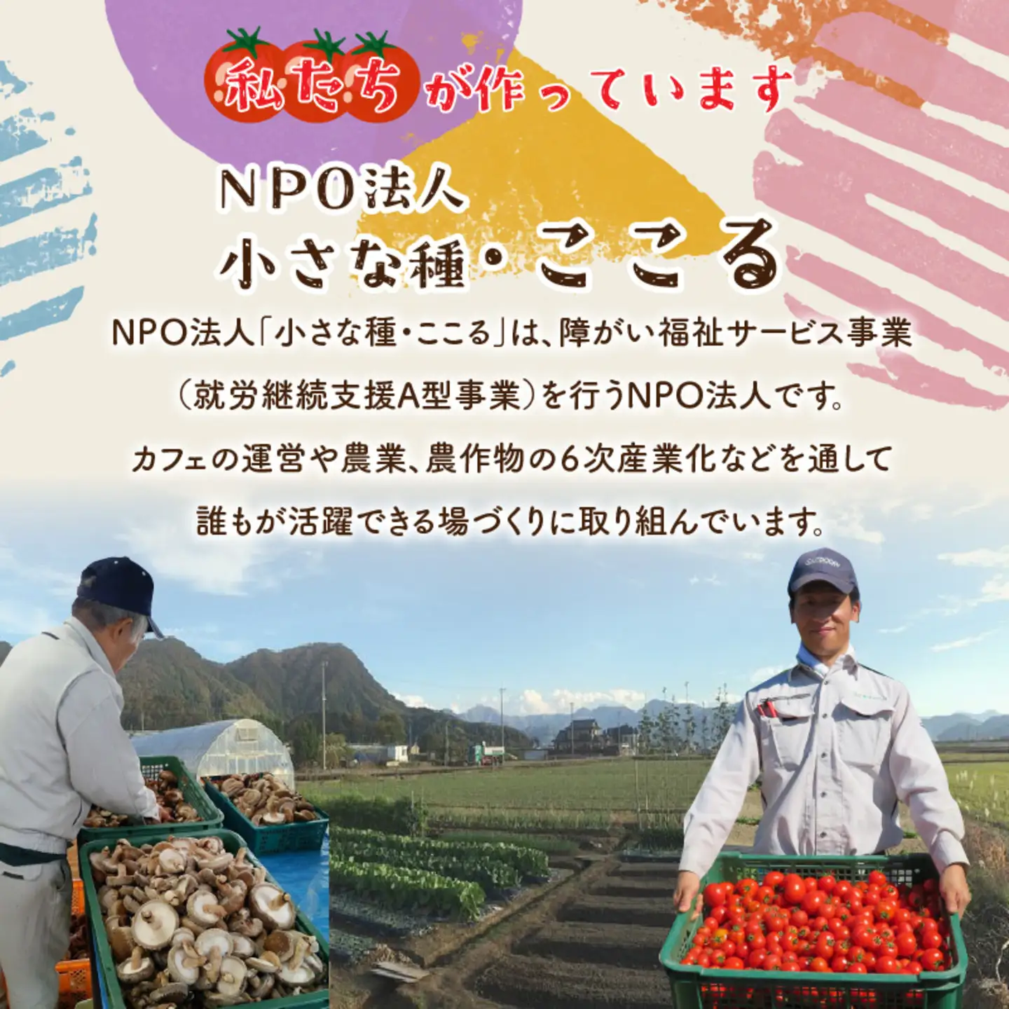 鯖江市産 原木乾燥椎茸「越のてまり」& 越のルビーのトマトカレーセット