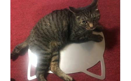 ねこの寝床（Mサイズ） 