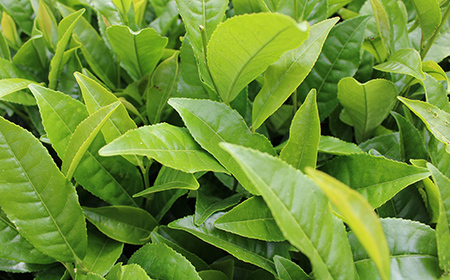 三芳町産狭山茶の詰め合わせ（高級煎茶100ｇ×3本） 銘茶 煎茶 緑茶 お茶 抗酸化作用 カテキン鮮やか 色合い 旨み 渋み 茶匠の技 国産 FAA-106