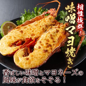 【数量限定】志布志湾産 天然の伊勢海老＜直蒸し＞計1.2kg以上 c7-005