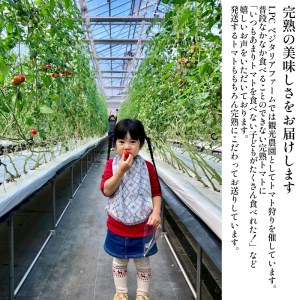 【先行予約】まっかなフルーツトマト詰め合わせ　2kg【完熟トマト 樹上完熟 野菜 ベジタブル 詰め合わせ 栄養 甘い こだわり サラダ 島根県 安来市】