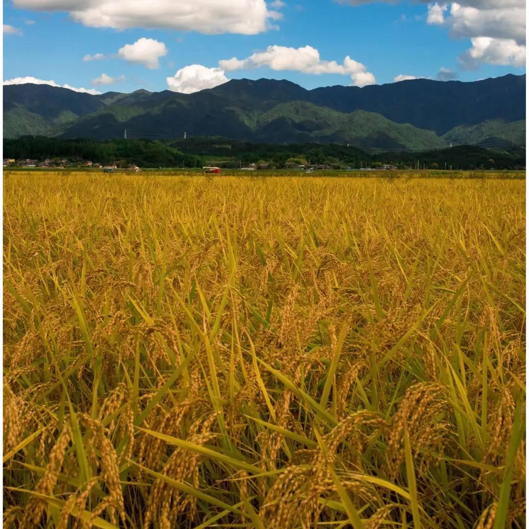 「米屋のこだわり阿賀野市産」嘉右衛門パックご飯 豆玄米ごはん24食 新潟県 米 こめ コメ 玄米 パックご飯 1E16025