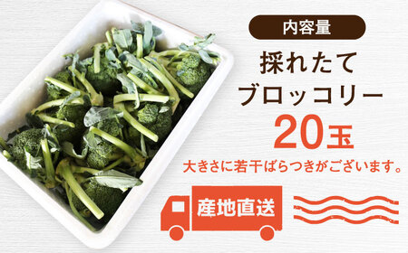 【2026年7月以降順次発送】ブロッコリー 20玉 北海道 先行予約 [AXBD001]