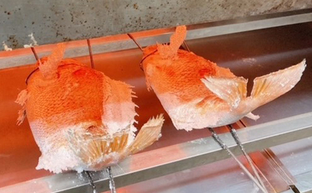 明石活鯛姿焼 500～650g[ 明石鯛 鯛 焼鯛 祝い鯛 お祝い ] 魚貝類 タイ 加工食品 厳選 贅沢 レンジ お鍋 アヒージョ 