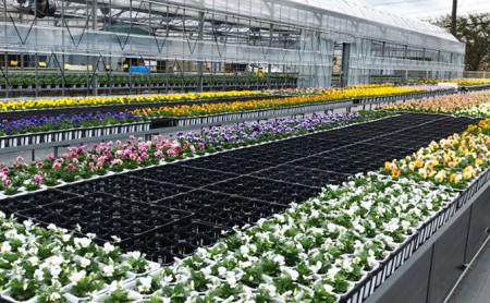 花苗 春 秋 年2回コース フラワー ギフト 季節 お花 ガーデニング 旬
