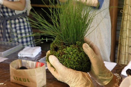 1107 おかげ横丁　苔玉作り体験(１名様分）　苔玉作り　苔テラリウム　小さなコケ　苔玉　育て方　観賞　苔玉栽培　苔　