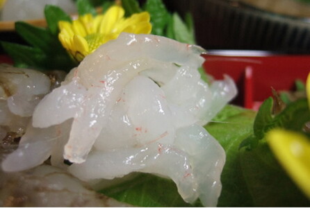 シロエビ刺身100g・シロエビ昆布締め80gセット