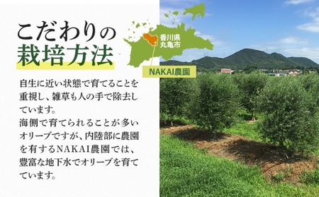 茶 オリーブ茶 10g 2gティーパック 5個×3パック 自然栽培 お茶 飲料 ドリンク オリーブ ティーパック ポリフェノール 