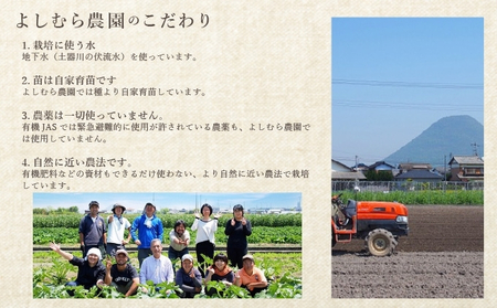 定期便 2回 オーガニックおまかせ野菜セット 野菜 定期便