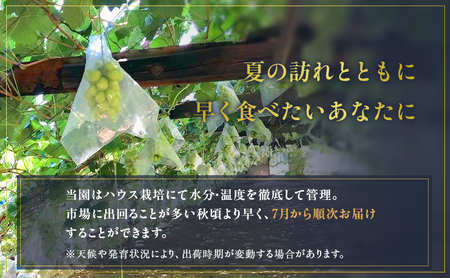 朝採りシャインマスカット 1房(約700g) 果物 ぶどう フルーツ シャインマスカット ぶどう