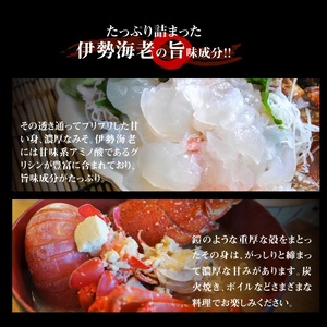 【漁師直送】活き〆 冷凍 天然伊勢海老 600g （1～2尾） W005-010u 海老 エビ 海鮮 魚介