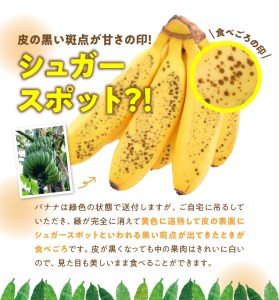 ■ 栽培期間中 農薬 ・ 除草剤 ・ 化学肥料不使用 ！ バニラ風味 の 甘い 島バナナ 3kg 【2026年4月上旬～2026年11月下旬お届け】 W043-001u 期間限定 果物 バナナ