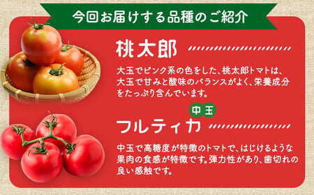 トマト とまと 2種の詰め合わせ 約4kg 花田農園