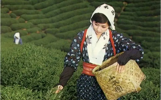 1200年の伝統の味と香り「特選あさみや茶」