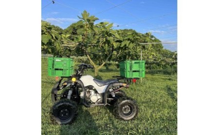AO-001_【予約・令和８年夏発送】冷凍いちじく1.5kg
