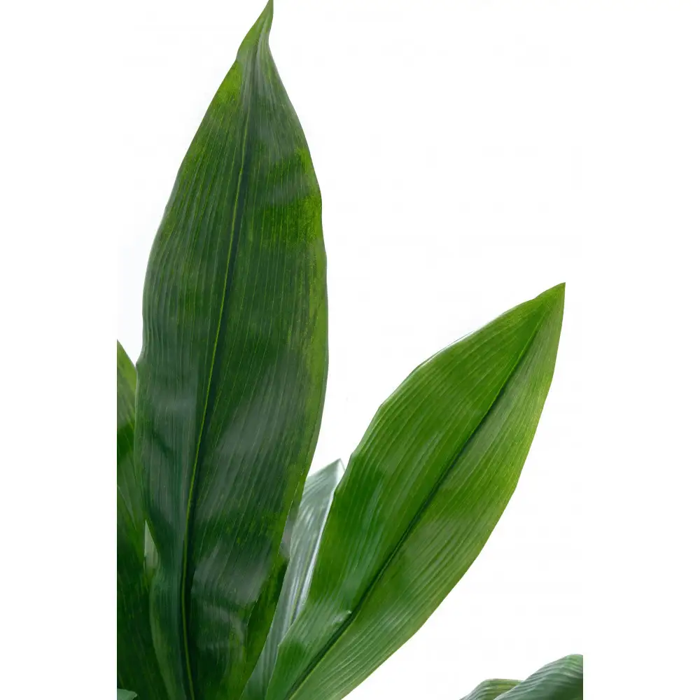 人工観葉植物　ハラン　白樹脂鉢Sサイズ付