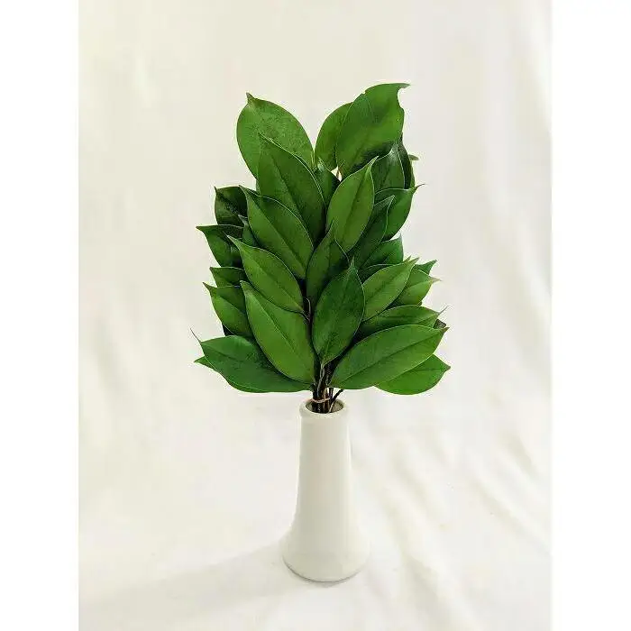 プリザーブド榊L 一対（花器なし）