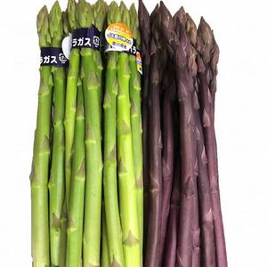 グリーンアスパラ & 紫アスパラ セット 約1.3kg ( グリーンアスパラガス約800g & 紫アスパラガス約500g ) 坂出市産｜アスパラガス