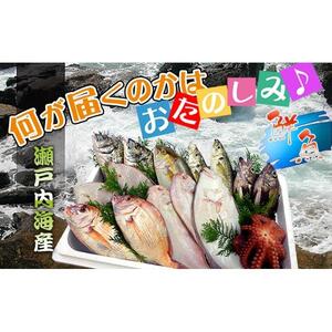 【瀬戸内海産】創業100年の魚屋さんが選び抜いた旨い鮮魚直送便～【配送不可地域：北海道・東北地方・沖縄・離島】