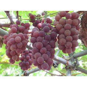 【定期便12回】野菜ソムリエの選ぶ日本の地中海、瀬戸内海の旬の果物