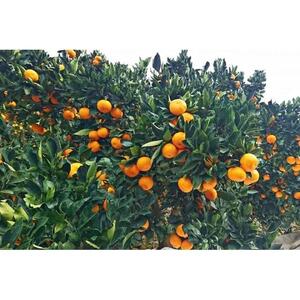 【定期便3回】野菜ソムリエの選ぶ日本の地中海、瀬戸内海の旬の果物