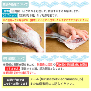 【E09001】【6回定期便】魚屋さんの選んだ新鮮お魚詰め合わせ(約6～8人分) 鹿児島 国産 九州産 産直 産地直送 鮮魚 新鮮 魚 海産物 お刺身 煮つけ 焼き魚【マルケイ水産】