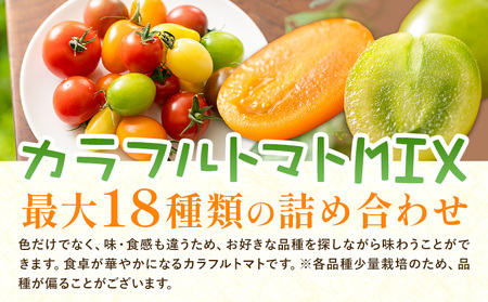 中玉フルーツトマト ゼッピン娘 900g カラフルトマト 900g 計1.8kg 《10月中旬～5月末頃出荷》茨城県結城市希少な品種 華おとめトマト野菜 甘い野菜サラダ