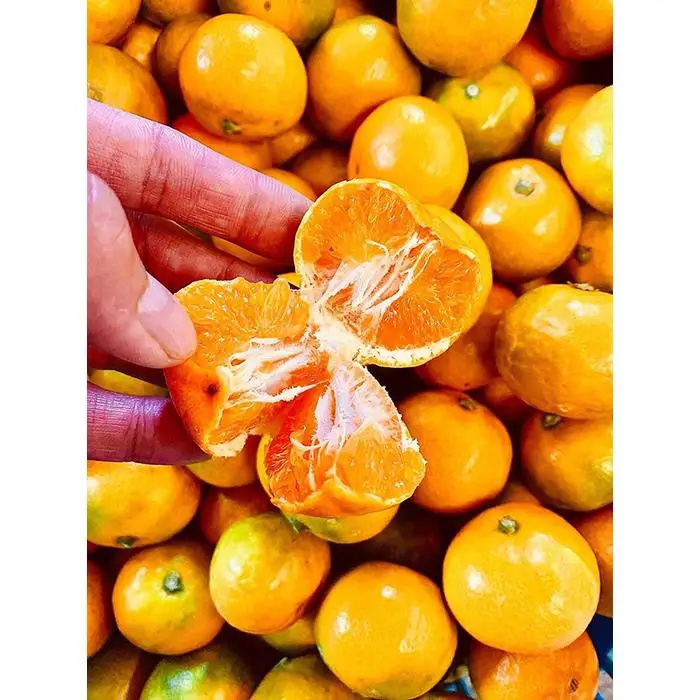 ［先行予約］小粒みかん2kg　高糖度！みかんの里！［SmileFruitみかんキング厳選］2026年10月下旬以降順次発送