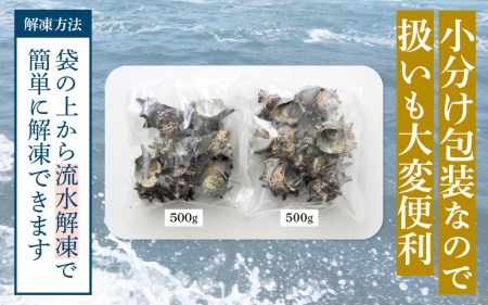 【先行予約】 天然 さざえ ボイル済 13～15個入 1kg（500g × 2袋）産地直送でお届け！ 【2026年6月中旬より順次発送】【越前町産 栄螺 サザエ 冷凍 小分け 海鮮 BBQ バーベキュー】 [e14-a010]