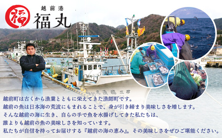 【かにの本場からお届け】せいこがに（越前がに） 甲羅盛り6杯[e15-c008] 