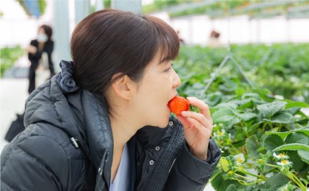 吉野ベリー入場券(1枚) 吉野ヶ里町/吉野麦米 イチゴ狩り ブルーベリー狩り[FCR001]